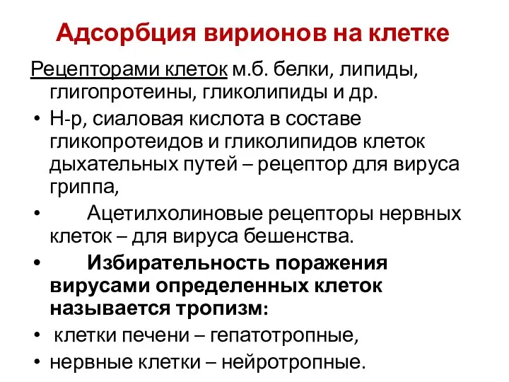 Адсорбция вирионов на клетке Рецепторами клеток м.б. белки, липиды, глигопротеины,