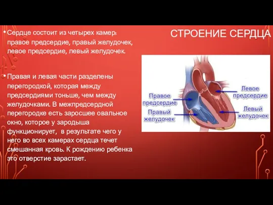 СТРОЕНИЕ СЕРДЦА Сердце состоит из четырех камер: правое предсердие, правый