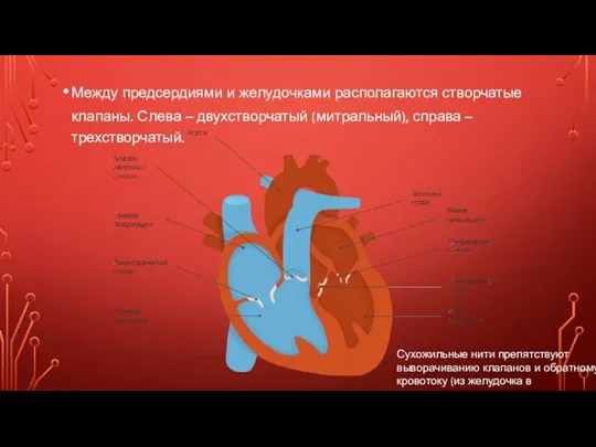 Между предсердиями и желудочками располагаются створчатые клапаны. Слева – двухстворчатый