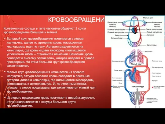 КРОВООБРАЩЕНИЕ Кровеносные сосуды в теле человека образуют 2 круга кровообращения: