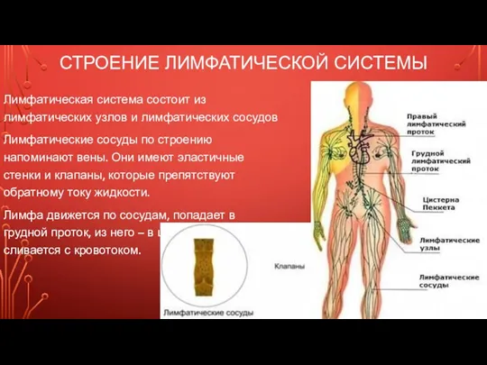 СТРОЕНИЕ ЛИМФАТИЧЕСКОЙ СИСТЕМЫ Лимфатическая система состоит из лимфатических узлов и