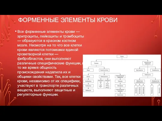 ФОРМЕННЫЕ ЭЛЕМЕНТЫ КРОВИ Все форменные элементы крови — эритроциты, лейкоциты