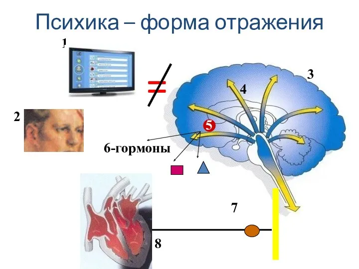 Психика – форма отражения 2 3 4 5 7 6-гормоны 8 1 =