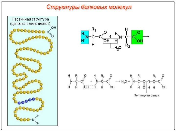 Структуры белковых молекул