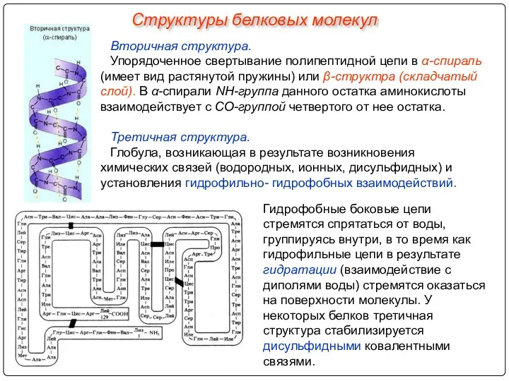 Вторичная структура. Упорядоченное свертывание полипептидной цепи в α-спираль (имеет вид