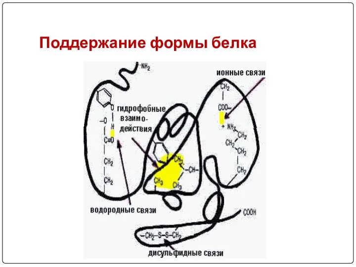 Поддержание формы белка