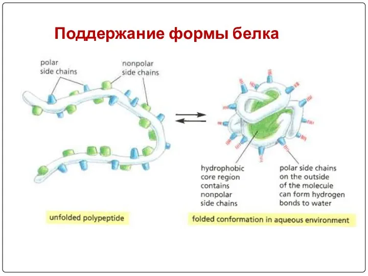 Поддержание формы белка