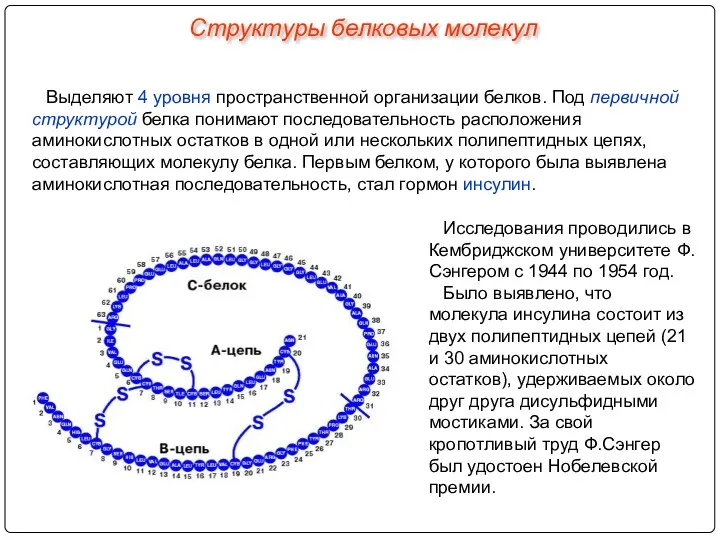 Выделяют 4 уровня пространственной организации белков. Под первичной структурой белка