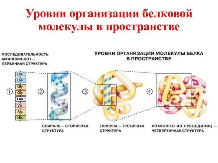 Уровни организации белковой молекулы в пространстве