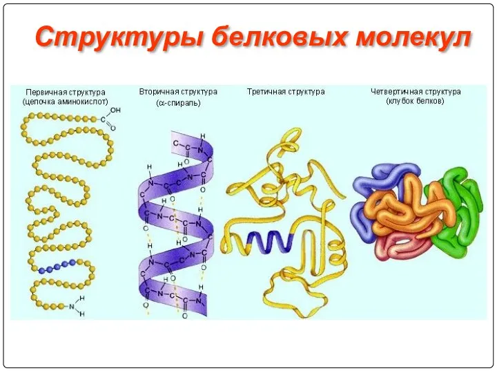 Структуры белковых молекул
