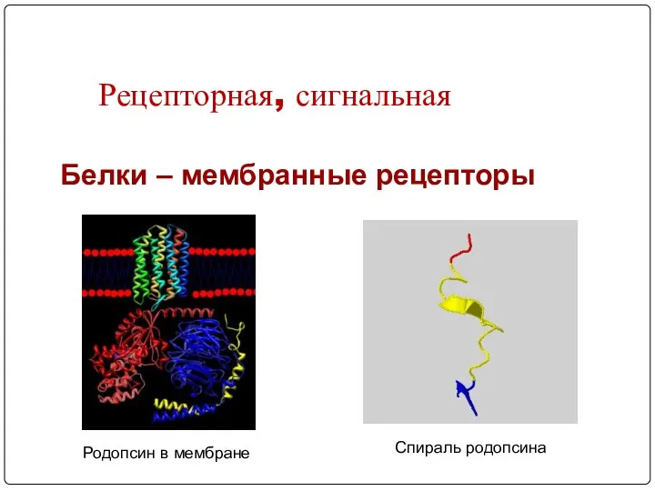 Рецепторная, сигнальная Белки – мембранные рецепторы Спираль родопсина Родопсин в мембране