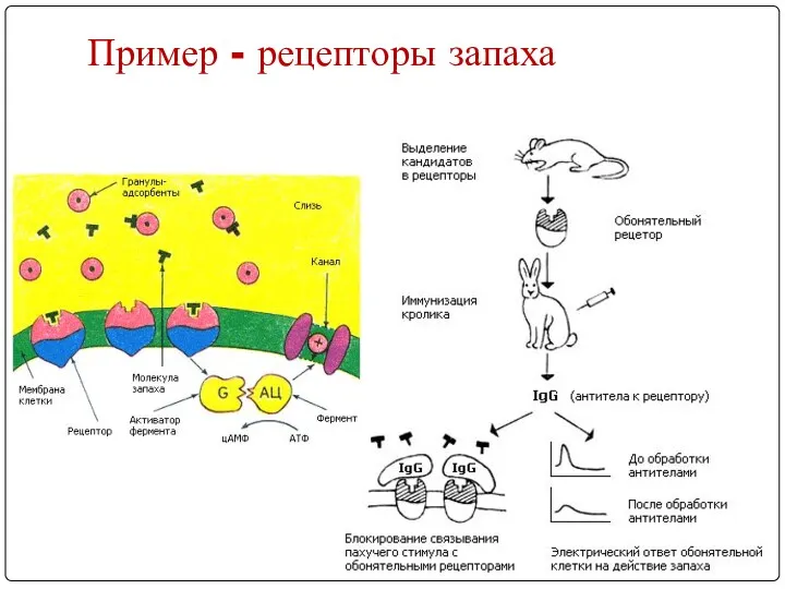 Пример - рецепторы запаха