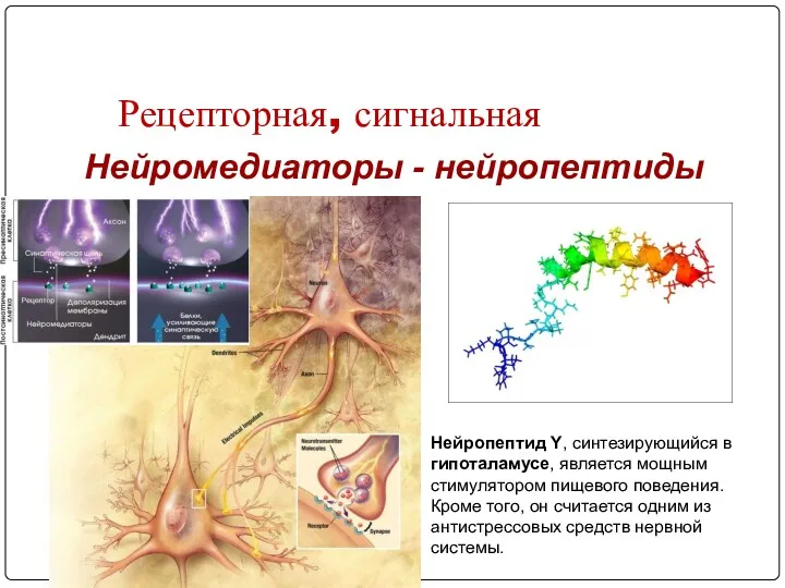 Рецепторная, сигнальная Нейромедиаторы - нейропептиды Нейропептид Y, синтезирующийся в гипоталамусе,