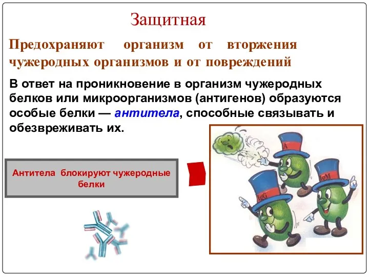 Защитная Антитела блокируют чужеродные белки Предохраняют организм от вторжения чужеродных