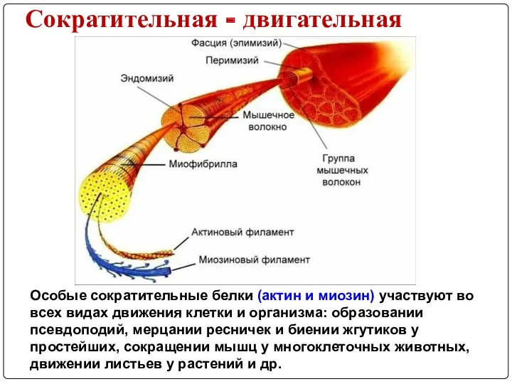 Особые сократительные белки (актин и миозин) участвуют во всех видах