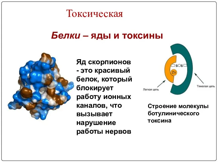 Токсическая Белки – яды и токсины Яд скорпионов - это