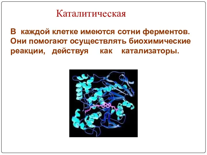 Каталитическая В каждой клетке имеются сотни ферментов. Они помогают осуществлять биохимические реакции, действуя как катализаторы.