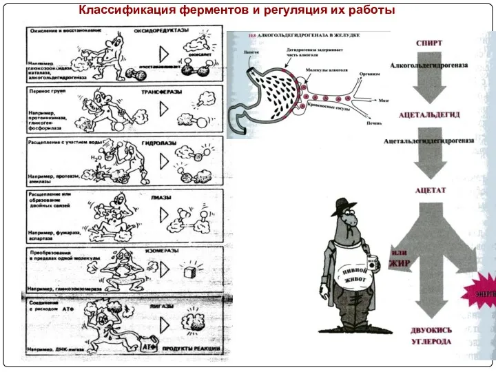 Классификация ферментов и регуляция их работы