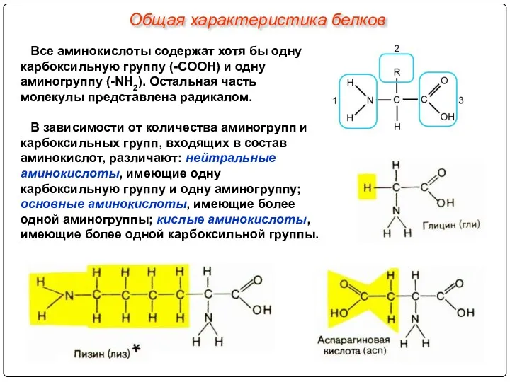 Все аминокислоты содержат хотя бы одну карбоксильную группу (-СООН) и