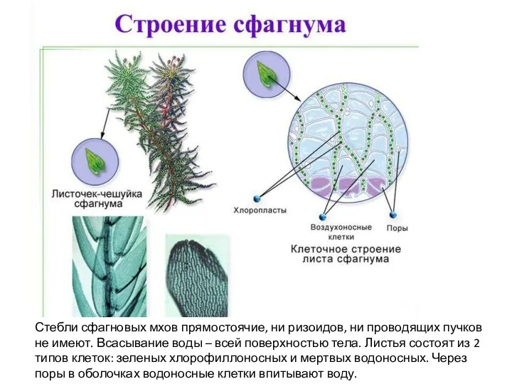 Стебли сфагновых мхов прямостоячие, ни ризоидов, ни проводящих пучков не