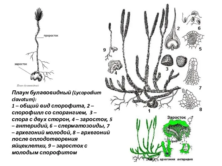 Плаун булавовидный (Lycopodium clavatum): 1 – общий вид спорофита, 2