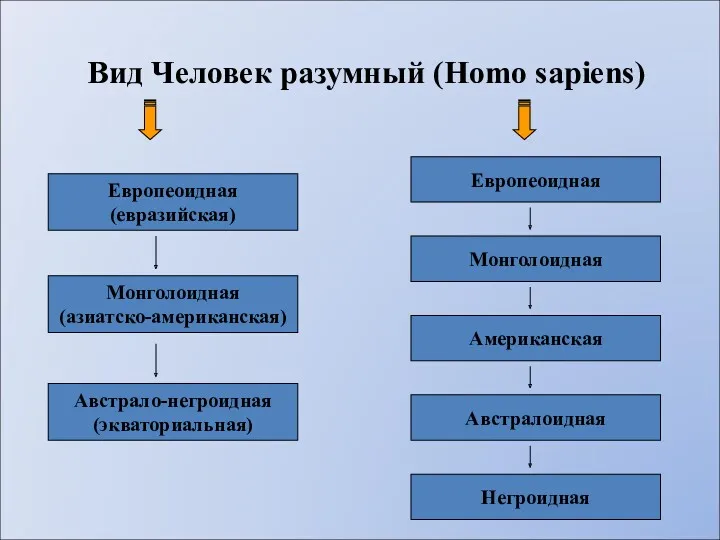 Вид Человек разумный (Homo sapiens) Европеоидная (евразийская) Европеоидная Монголоидная (азиатско-американская) Австрало-негроидная (экваториальная) Монголоидная Американская Австралоидная Негроидная