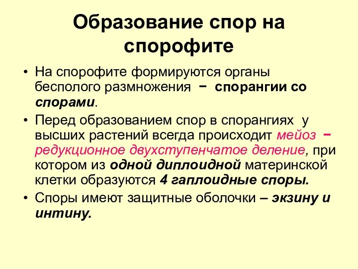 Образование спор на спорофите На спорофите формируются органы бесполого размножения