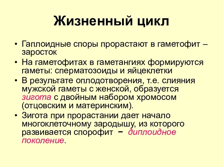 Жизненный цикл Гаплоидные споры прорастают в гаметофит – заросток На