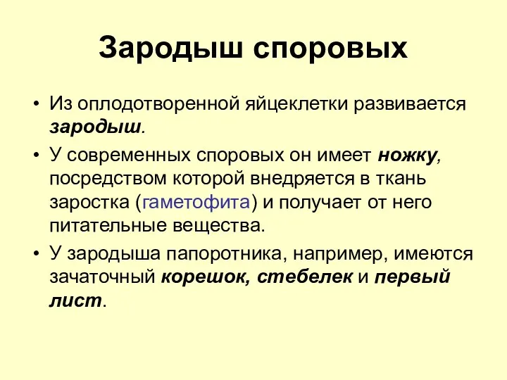 Зародыш споровых Из оплодотворенной яйцеклетки развивается зародыш. У современных споровых