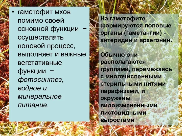 гаметофит мхов помимо своей основной функции − осуществлять половой процесс,