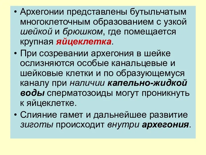 Архегонии представлены бутыльчатым многоклеточным образованием с узкой шейкой и брюшком,