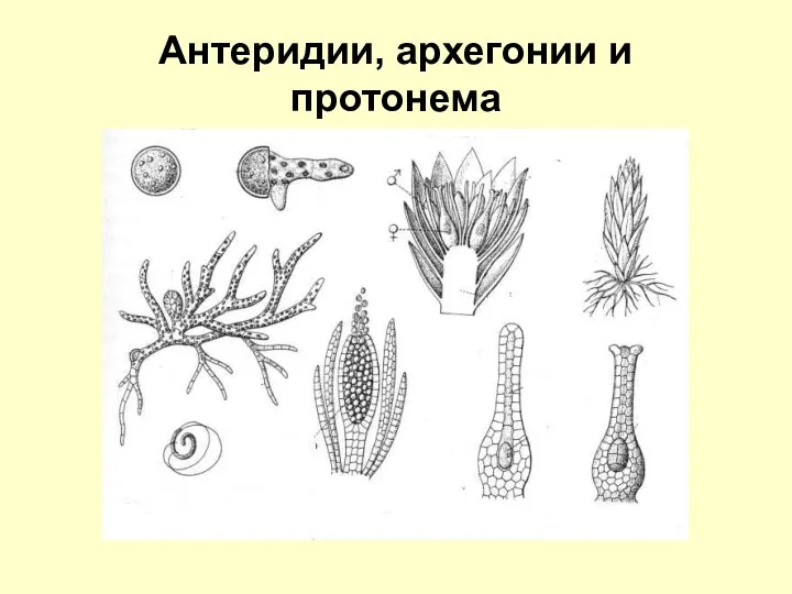 Антеридии, архегонии и протонема