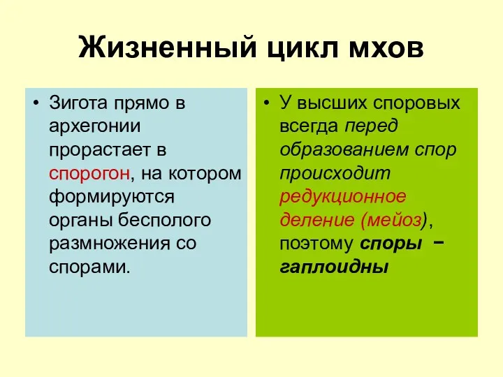 Жизненный цикл мхов Зигота прямо в архегонии прорастает в спорогон,