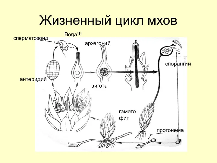Жизненный цикл мхов антеридий архегоний зигота спорангий сперматозоид Вода!!! протонема гаметофит