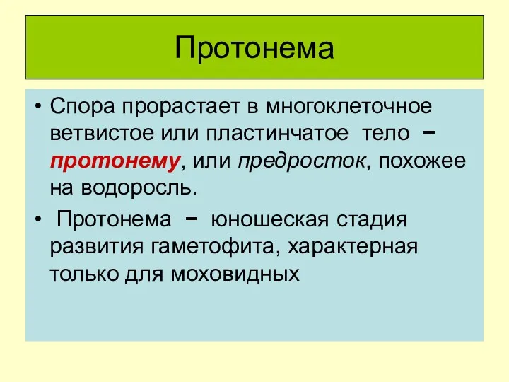 Протонема Спора прорастает в многоклеточное ветвистое или пластинчатое тело −