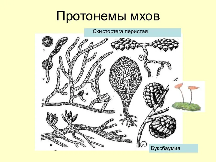 Протонемы мхов Схистостега перистая Буксбаумия