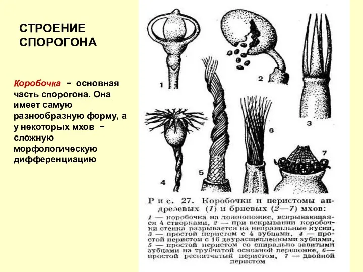 Коробочка − основная часть спорогона. Она имеет самую разнообразную форму,