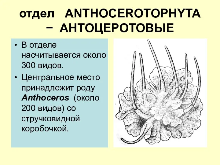 отдел ANTHOCEROTOPHYTA − АНТОЦЕРОТОВЫЕ В отделе насчитывается около 300 видов.