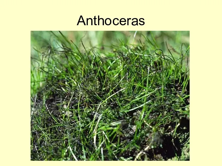 Anthoceras