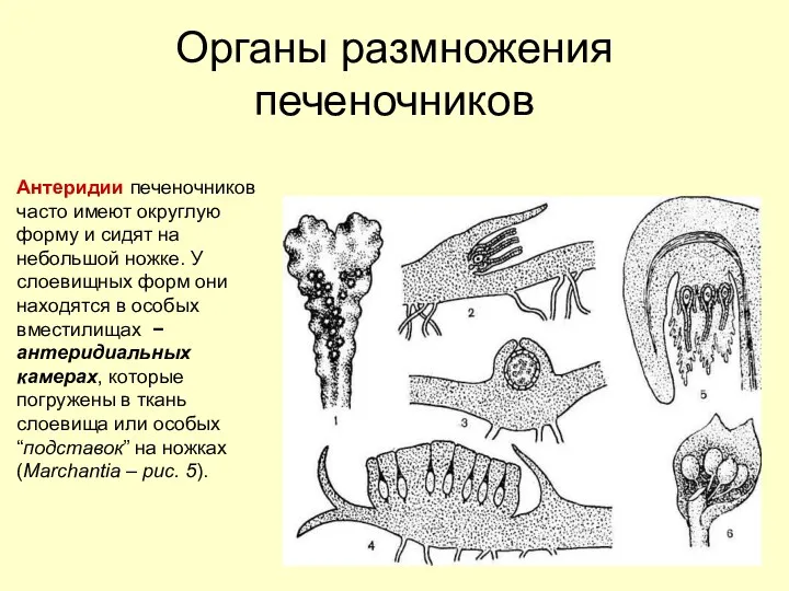 Органы размножения печеночников Антеридии печеночников часто имеют округлую форму и