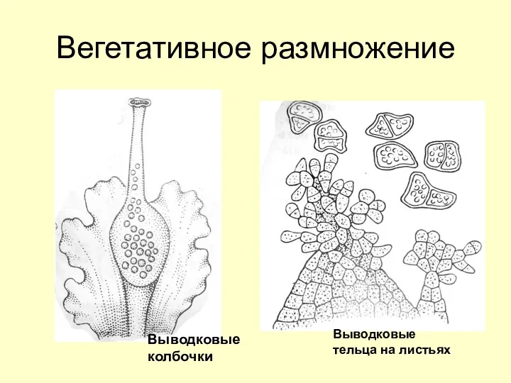 Вегетативное размножение Выводковые колбочки Выводковые тельца на листьях