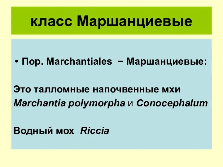 класс Маршанциевые Пор. Marchantiales − Маршанциевые: Это талломные напочвенные мхи