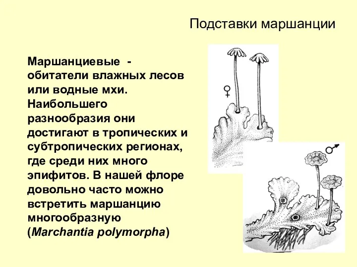 Подставки маршанции Маршанциевые - обитатели влажных лесов или водные мхи.