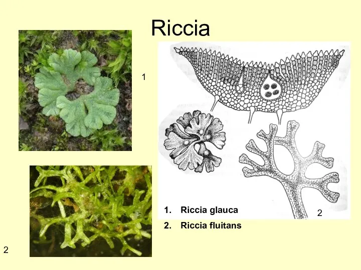 Riccia Riccia glauca Riccia fluitans 1 2 2