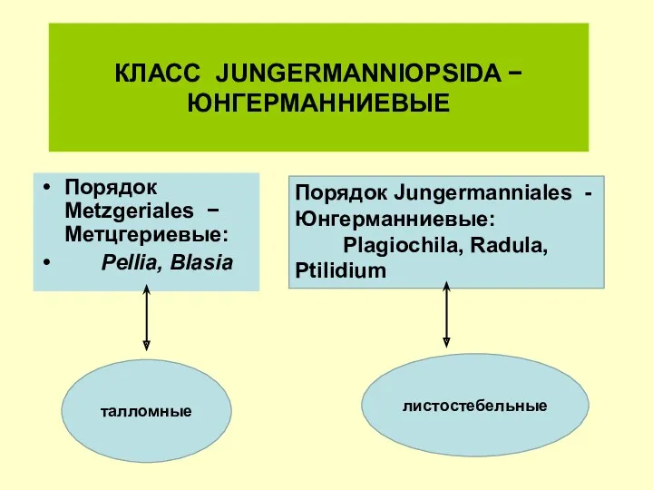 КЛАСС JUNGERMANNIOPSIDA − ЮНГЕРМАННИЕВЫЕ Порядок Metzgeriales − Метцгериевые: Pellia, Blasia