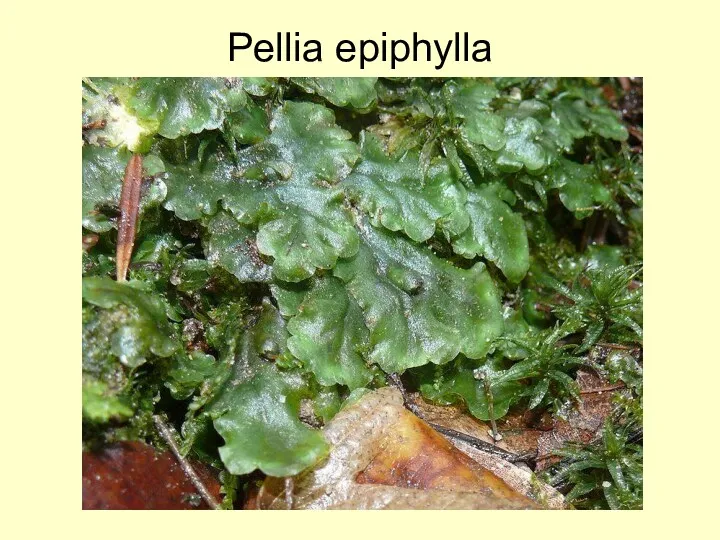 Pellia epiphylla