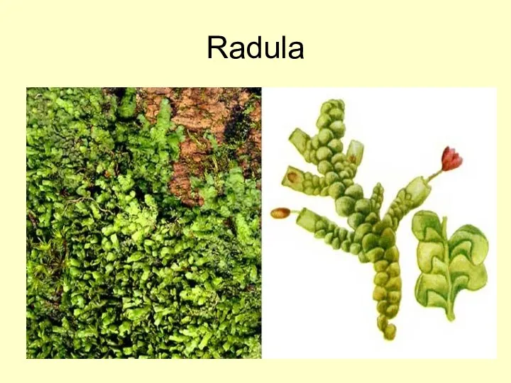 Radula