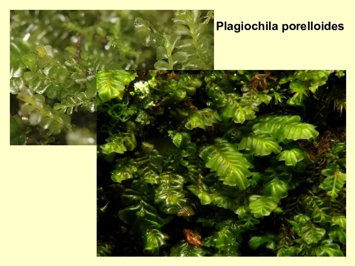 Plagiochila porelloides