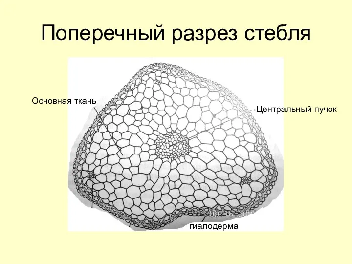 Поперечный разрез стебля Основная ткань Центральный пучок гиалодерма