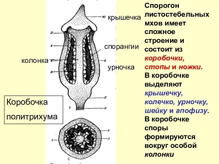 крышечка урночка спорангии колонка Коробочка политрихума Спорогон листостебельных мхов имеет